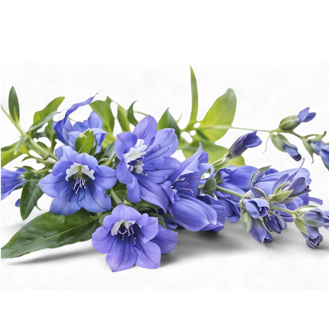 ROSEMARY OIL